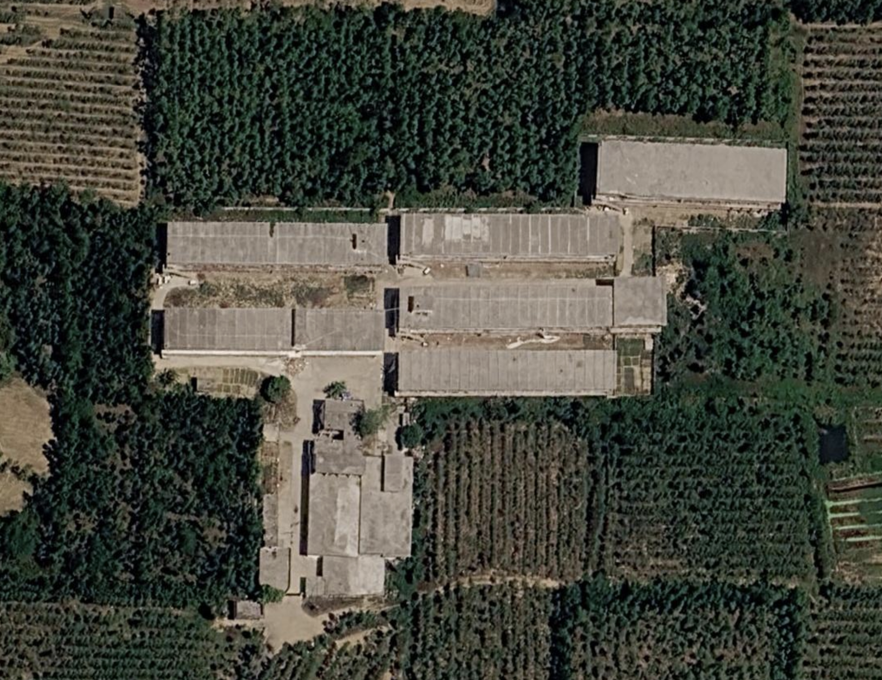 Satellite view of Monga Poultries, showing the long poultry sheds among farm trees.